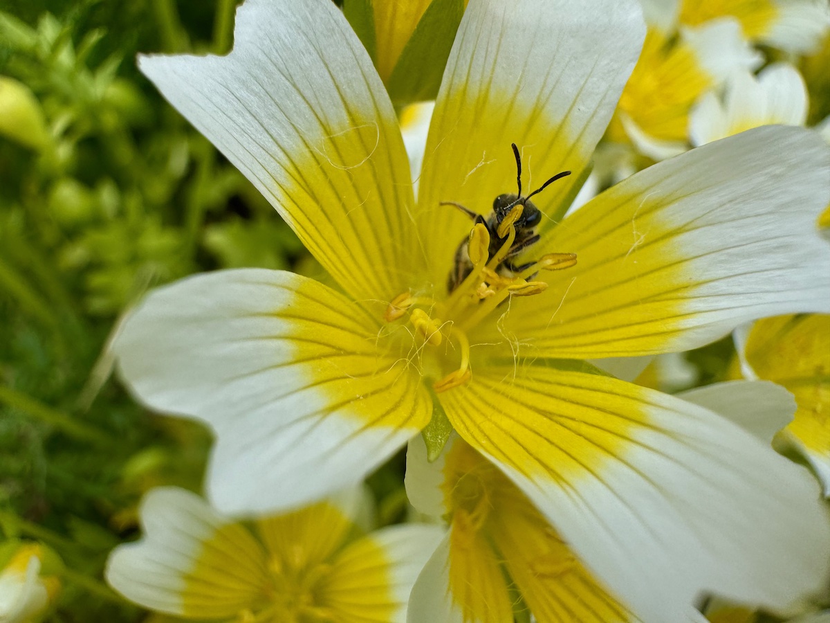 Poached Egg Plant